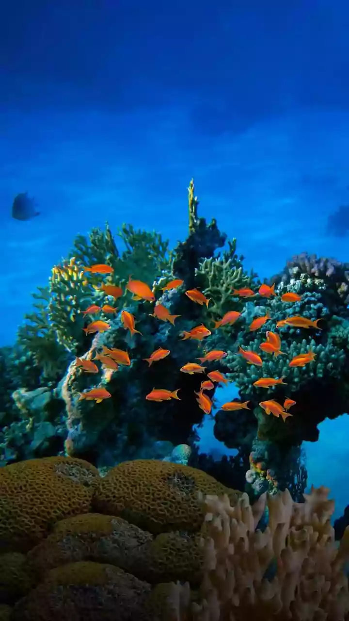 Impact of Sunscreen on Coral Reefs and Consumer Solutions