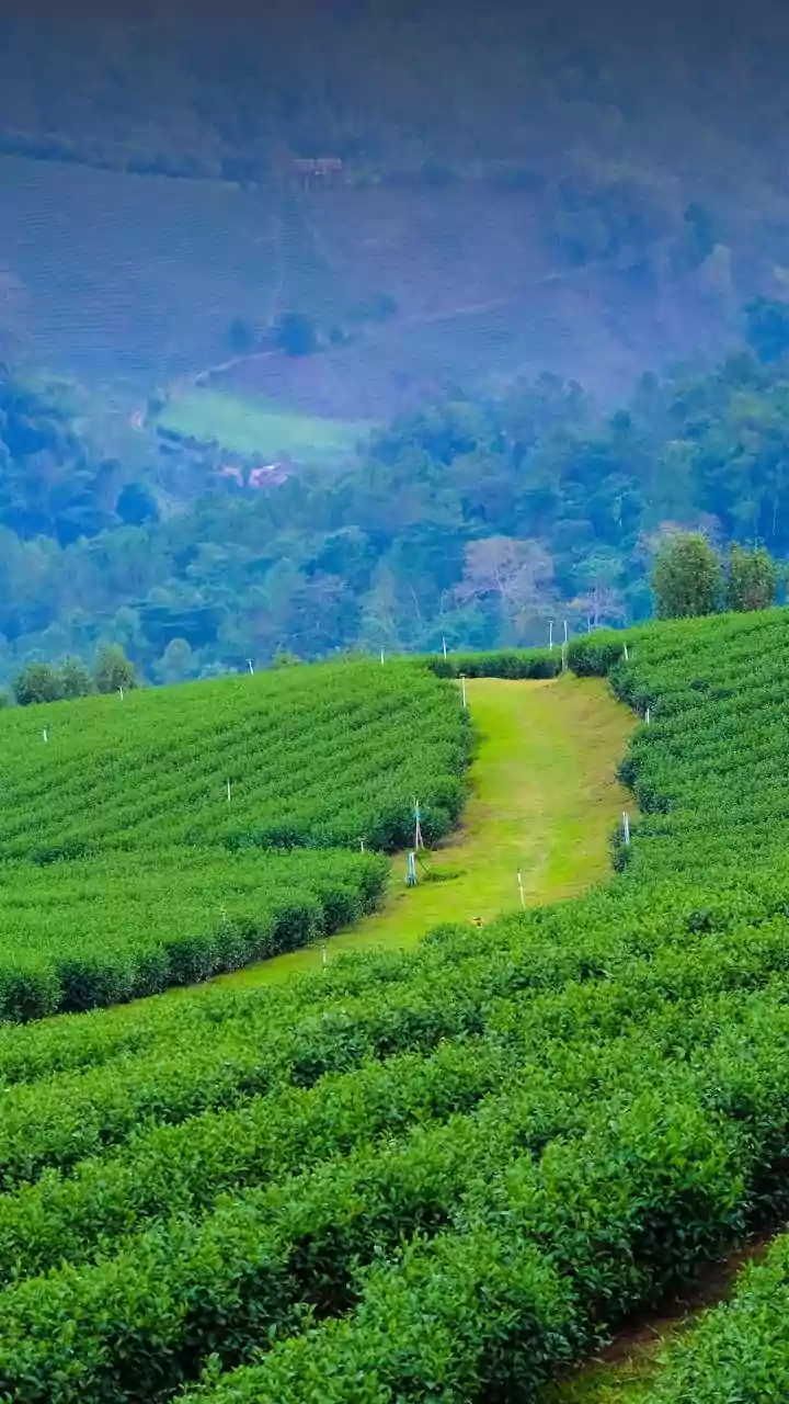 Why Monsoon Travellers Are Preferring Cozy Coorg Coffee Plantation Stays Over Busy Luxury Hotels