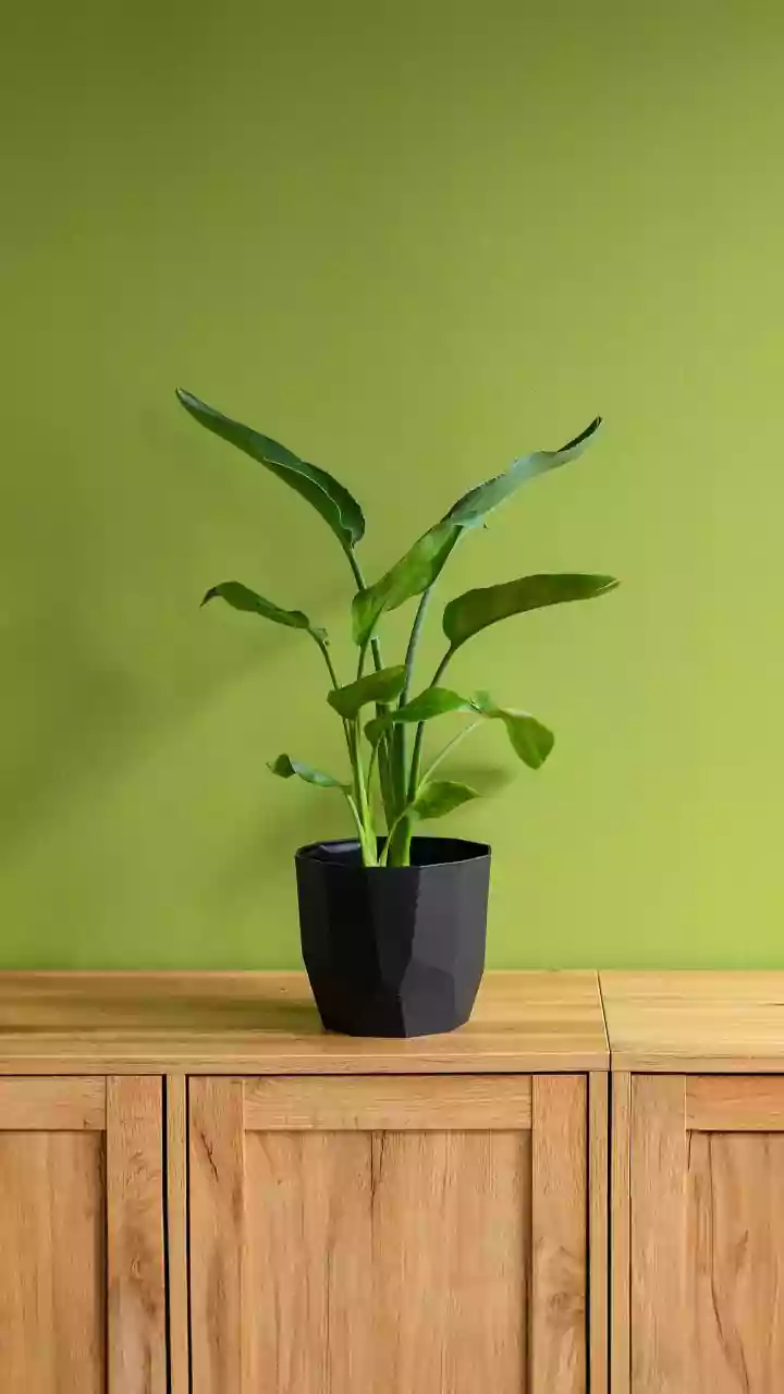 Looking For Easy Indoor Plants? These Rain-Friendly Picks Fit Apartment Living