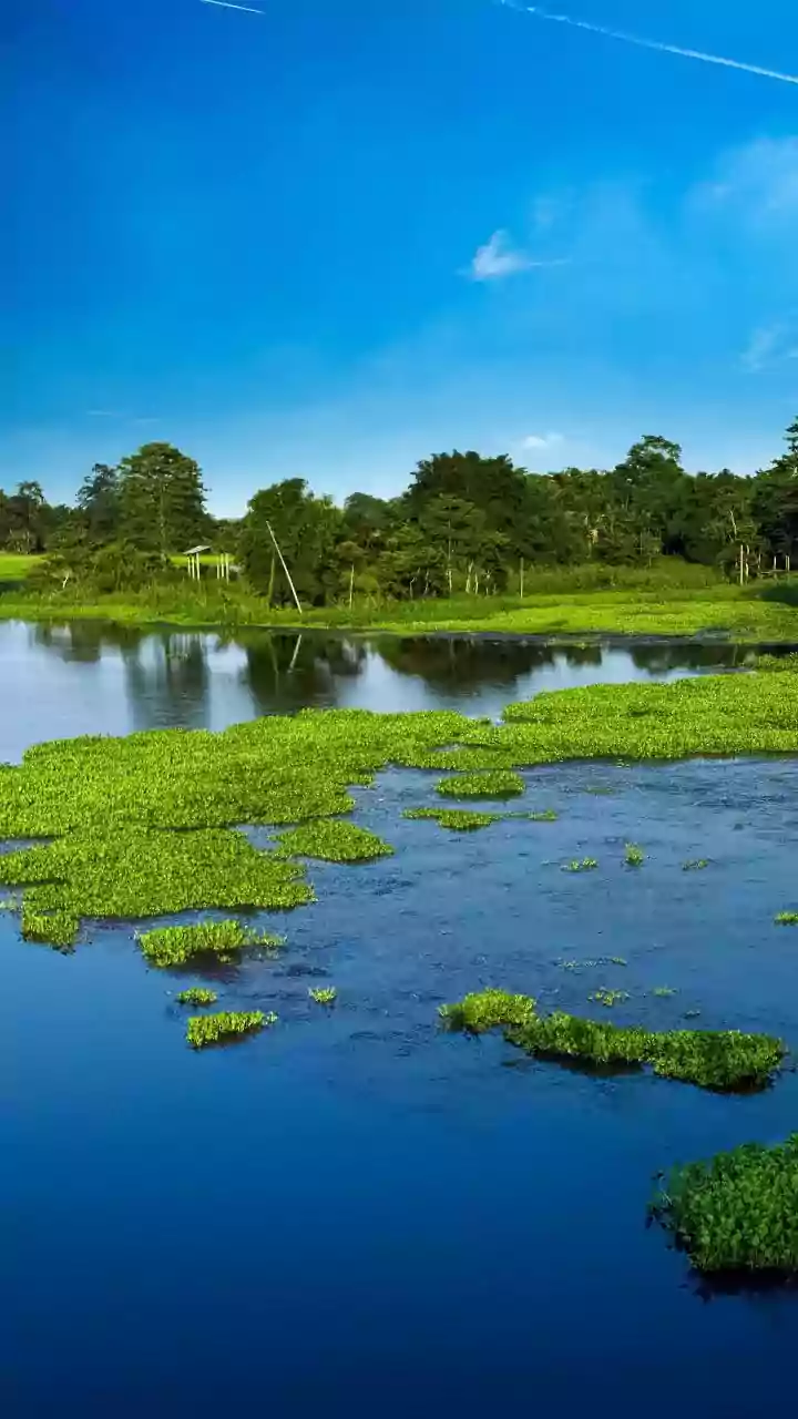 Mumbai News: Powai Lake Weed Crisis More Complex Than Thought, Says ICAR