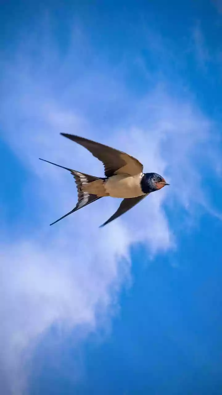 The Common Swift: An Aerial Marvel That Spends 10 Months Flying!