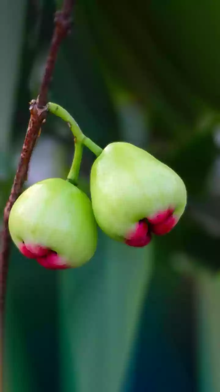 Heard of velvet apple?