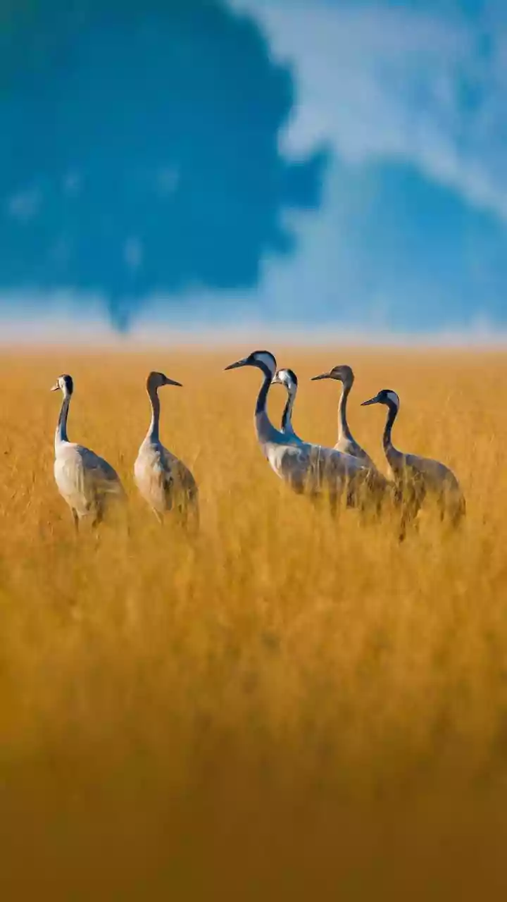 Bird flu warnings are being ignored. Ive seen this pattern before