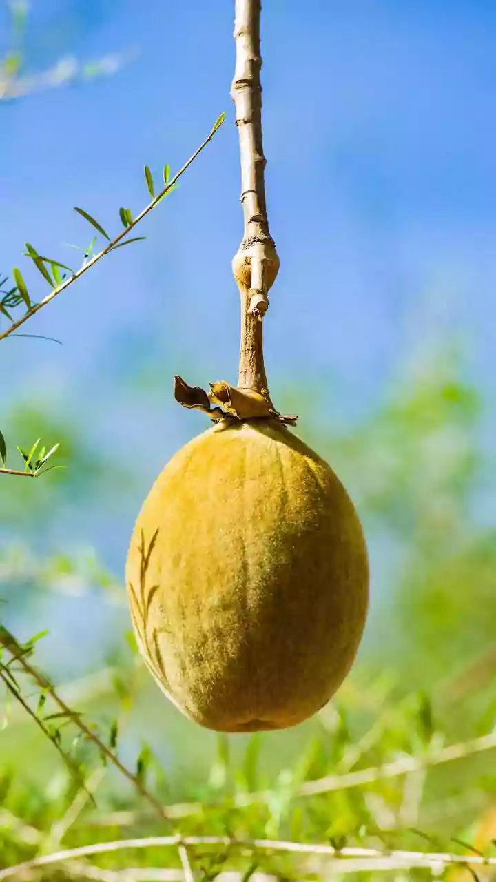 Argan Nuts: Unveiling the Rich Nutrition, Ancient Uses, and Global Impact of Morocco's Liquid Gold
