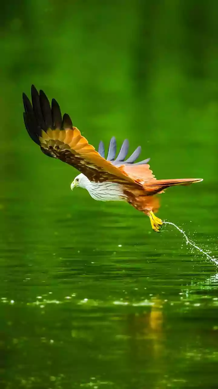 Report Urges Countries to Protect Shared Routes Used by Migratory Birds