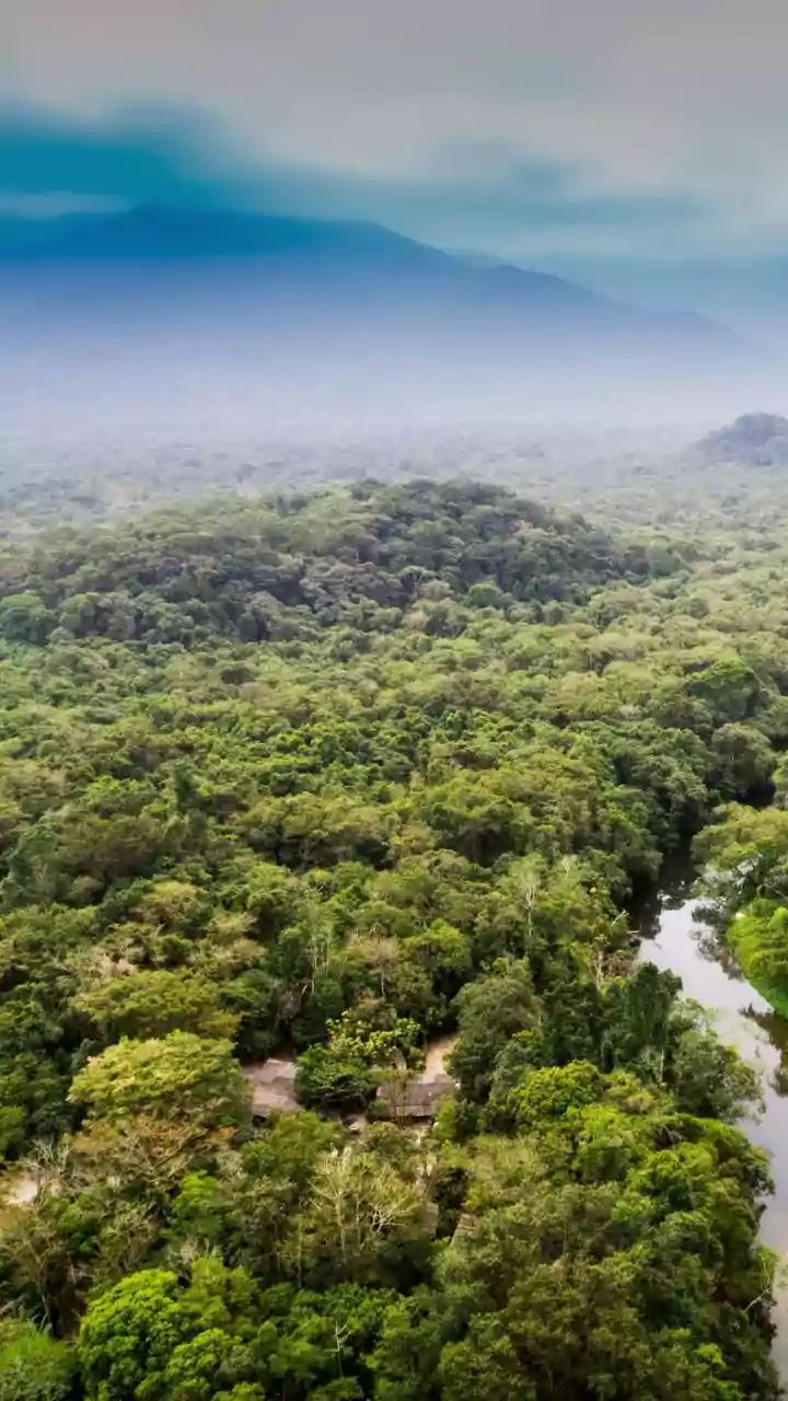 Researchers Explore What Changing Rainfall Means For India's Forest Biodiversity