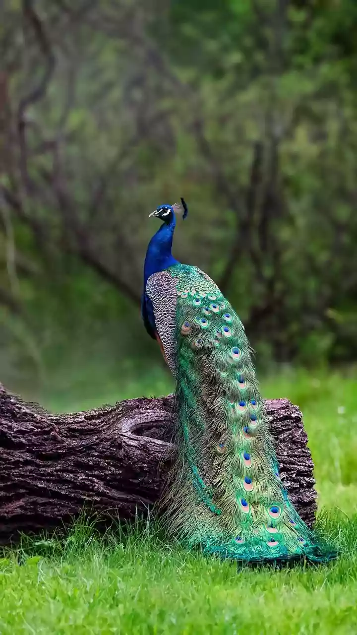 Delhi Zoo May Reopen Soon After Bird Flu Tests