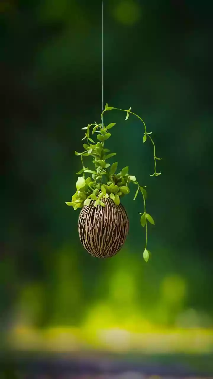 Planta tóxica pode ter sido usada como anestésico na China antiga