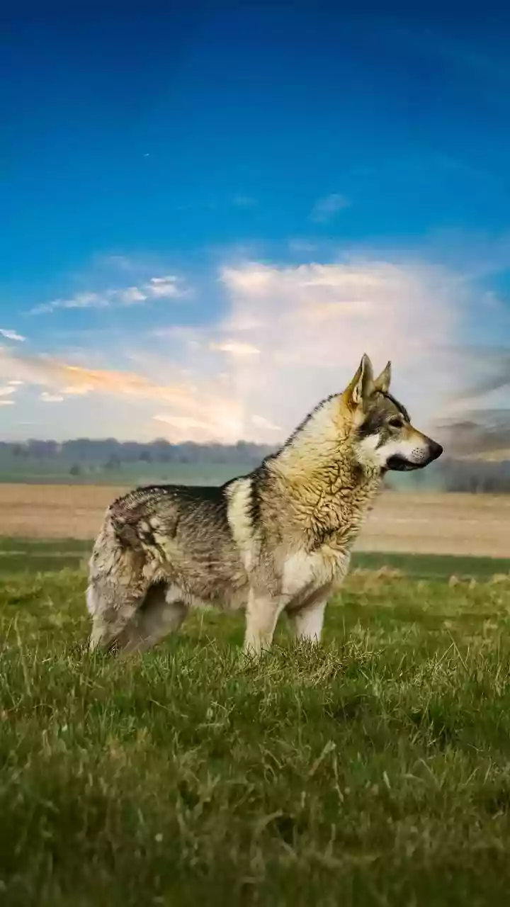 Cérebro dos cães começou a encolher há 5.000 anos