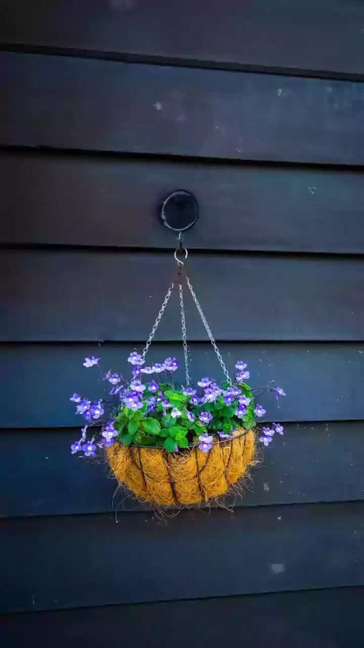 A Hanging Basket Still Needs Secure Hooks And Falling-Leaf Checks