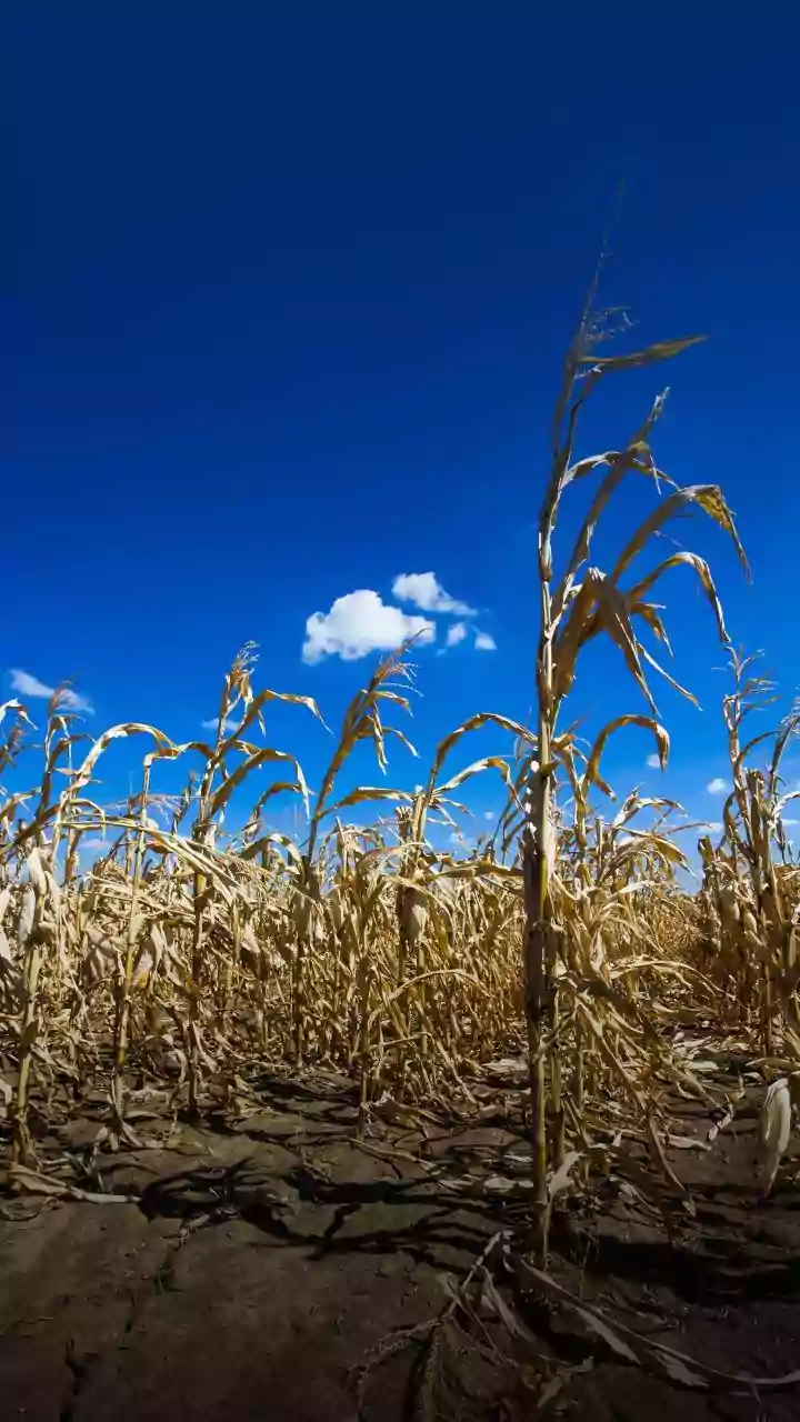 Understanding Crop Losses During Deficient Monsoons in India