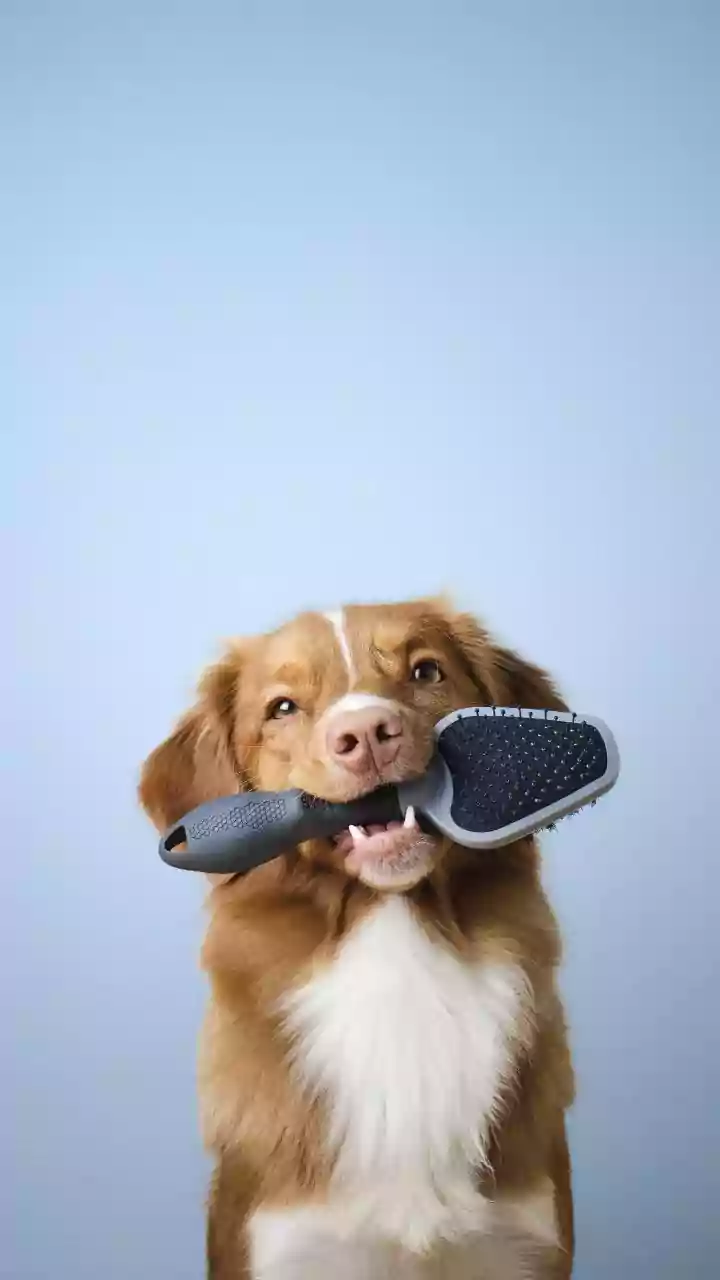 Food, Grooming And Toys Rule Pet-Care Carts