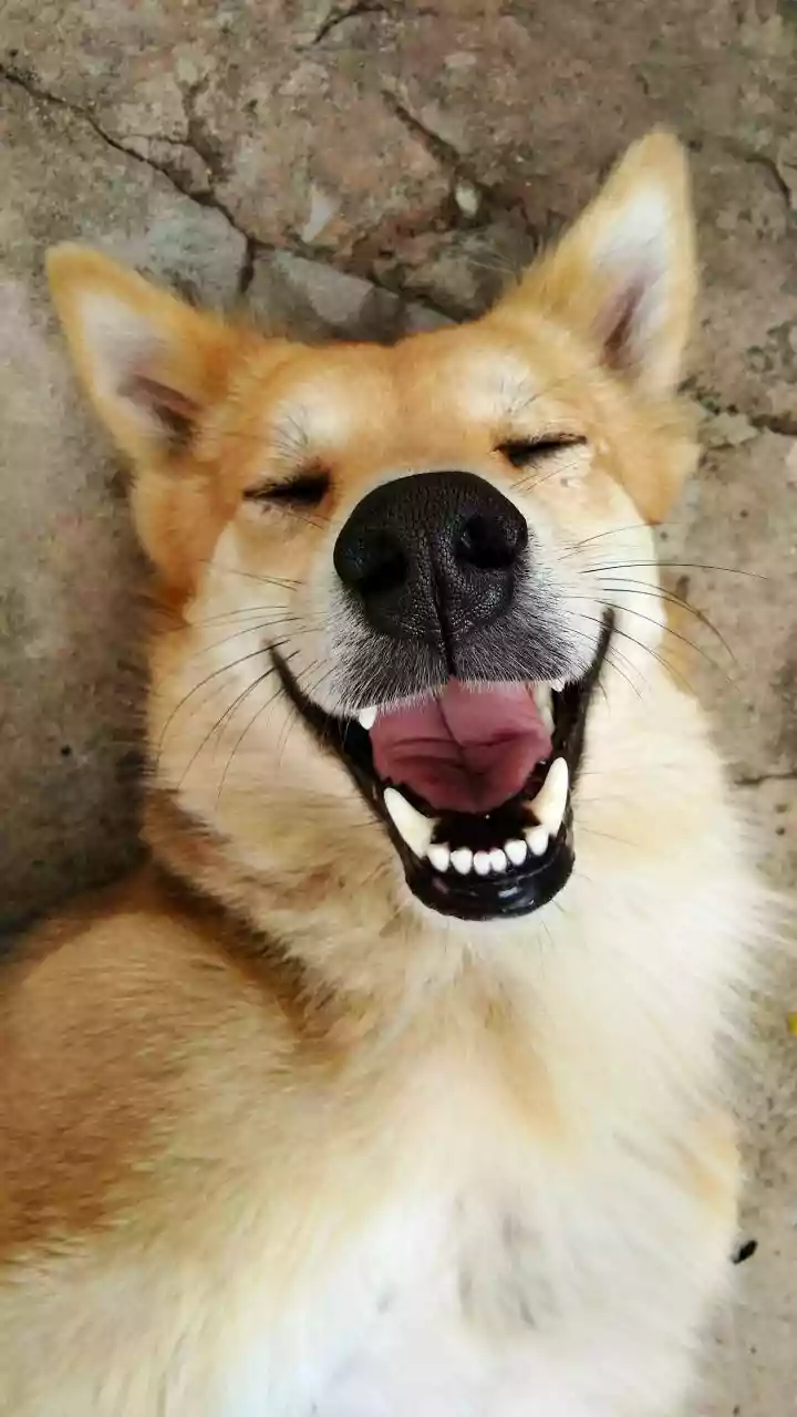 Weird and funny things dogs do when they’re trying to say “I love you”