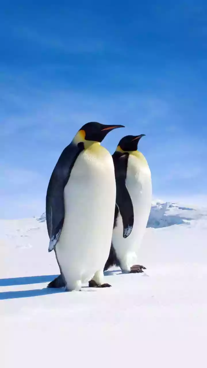 Why a Penguin’s ‘death march’ has taken over the internet — Explained