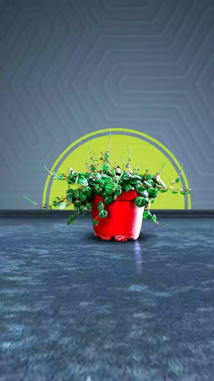 Check Whether Roots Circle the Pot Before Repotting