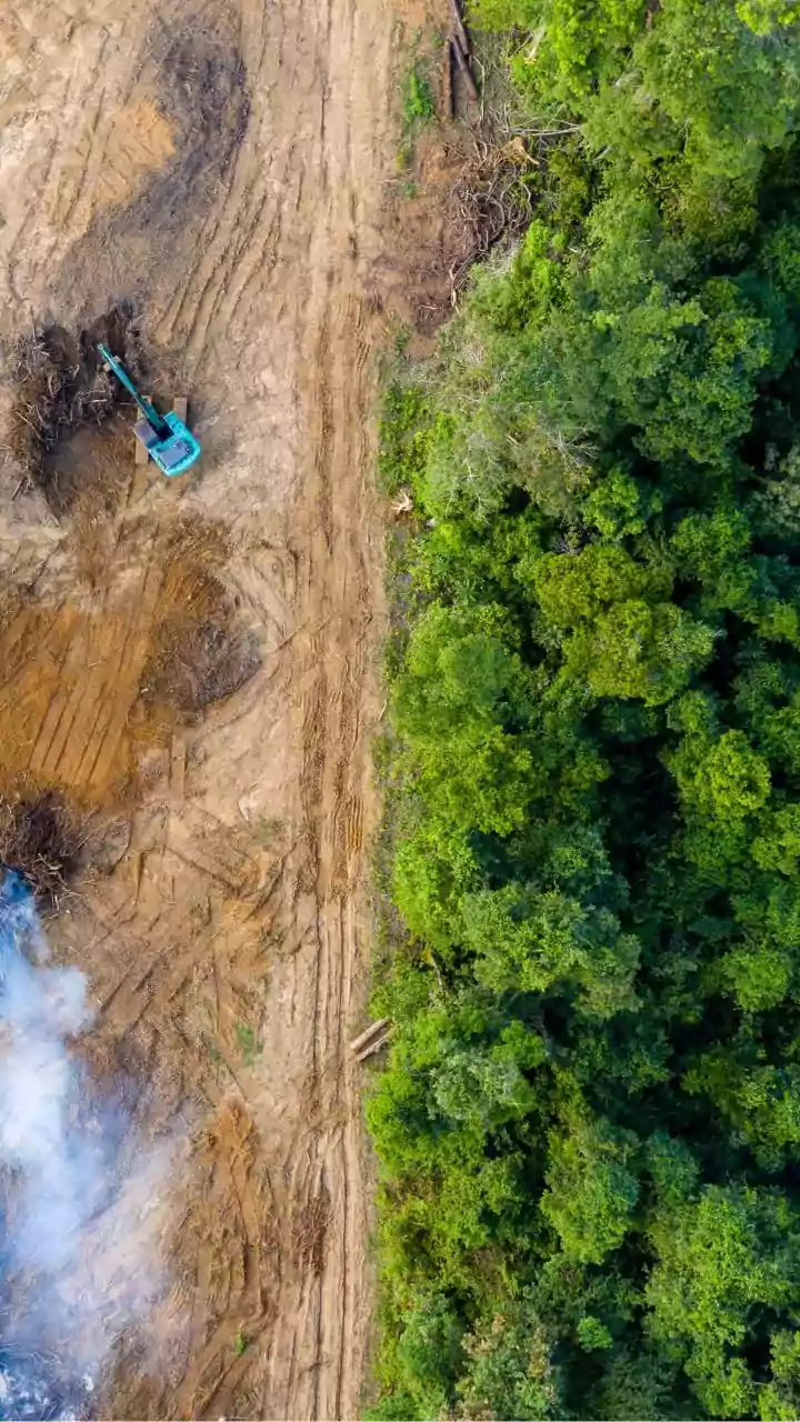 Study Highlights Role of Community Rules in Sustainable Slash-and-Burn Farming