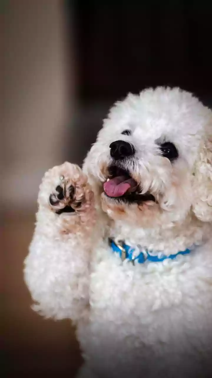 Meng Xiaoyi claims AI collar translates pet sounds and gestures