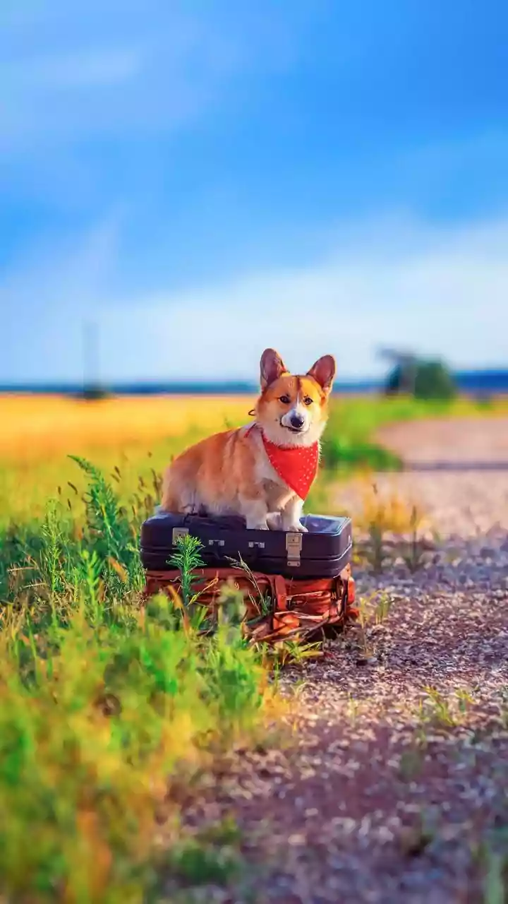 Your Ultimate Guide to Seamless Pet Travel: Ensuring a Happy Journey for Your Furry Companion