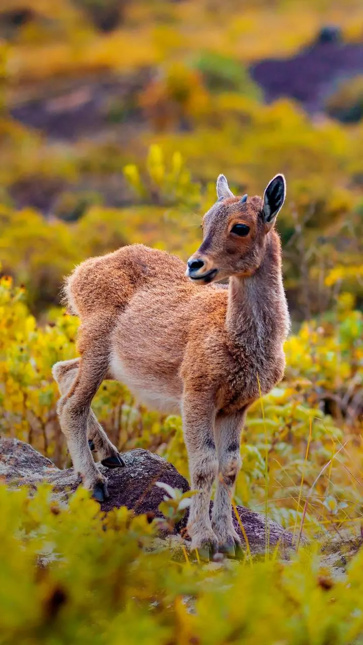 Rising mercury: Ranchi zoo instals air coolers, modifies diet for animals