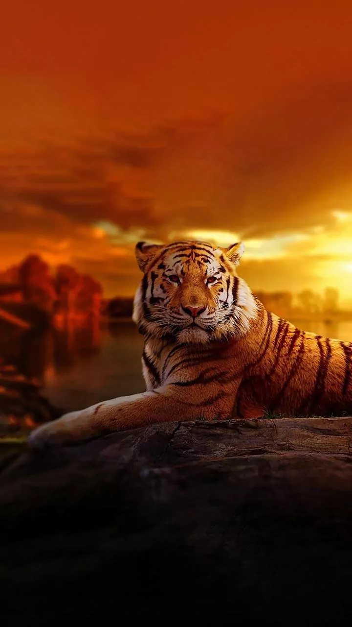 India's Wild Wonders: 7 Unforgettable Safari Adventures