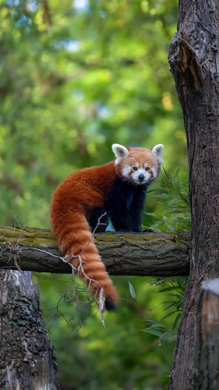 Red Panda Outpost Nepal: An Immersive Himalayan Wildlife and Cultural Experience