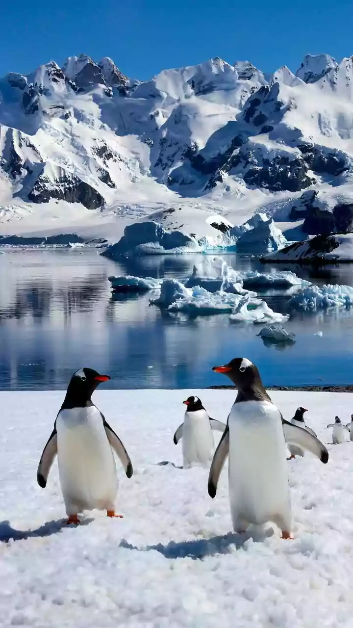 The best places to see penguins in the wild