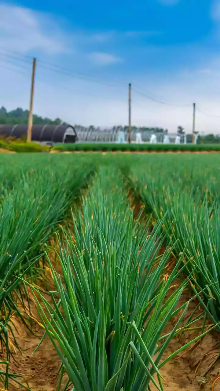 Grow Your Own Spring Onions: A Simple Guide for a Fresh Harvest at Home