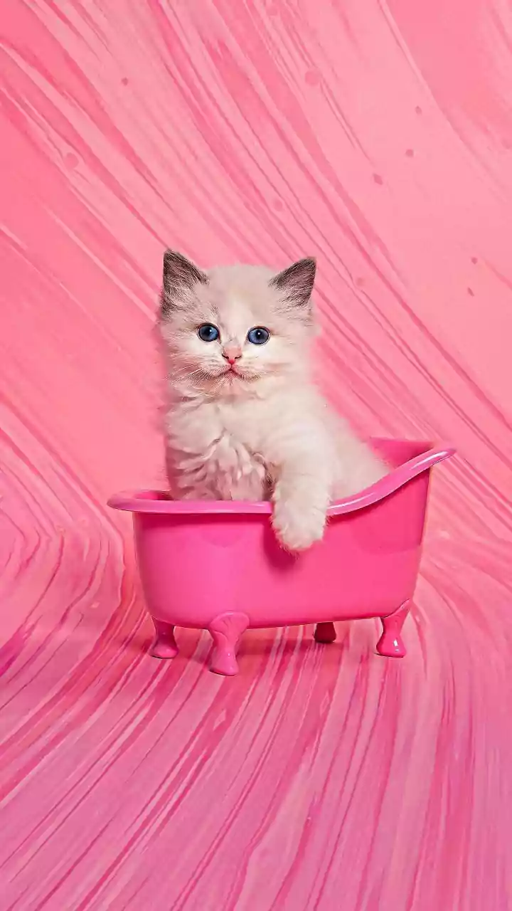 Luxury Pet Spas Trend As The Ultimate Weekend Pet Indulgence