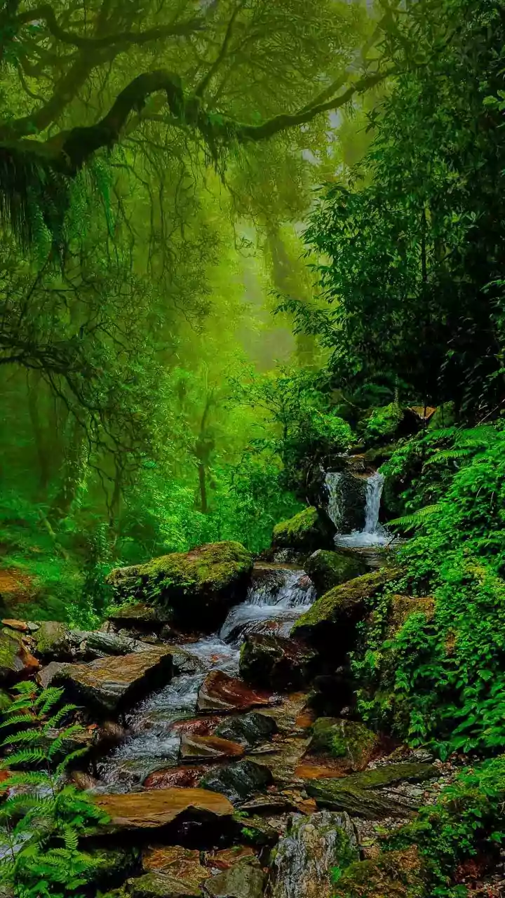 Elemental Personality Insights: Waterfall, Fire, Forest - Discover Your Inner Nature