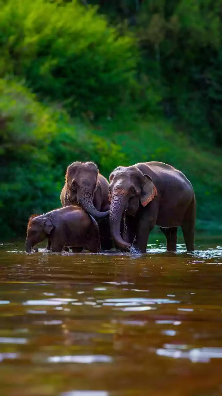 Karnataka Bans Bathing, Feeding, Selfies With Elephants After Chennai Tourist's Death