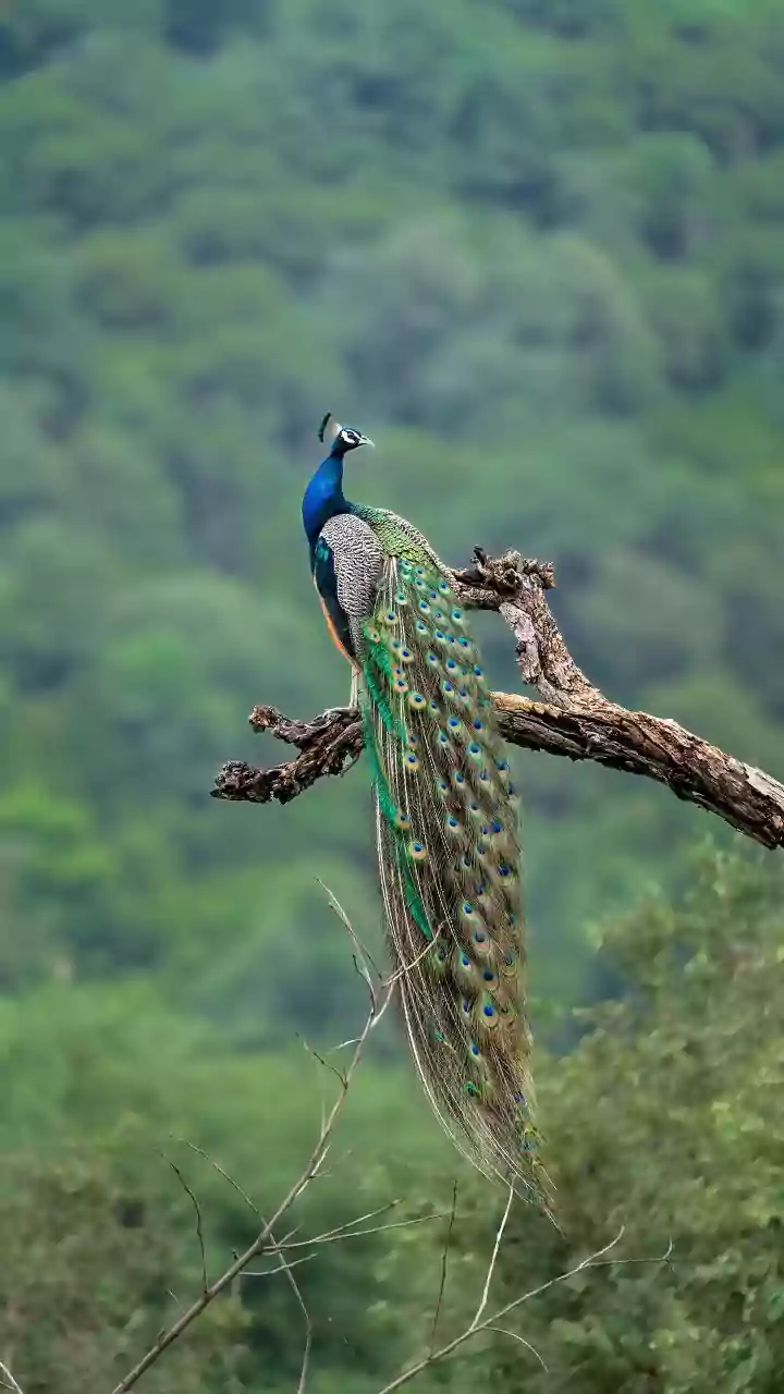 Five Indian Peacocks Reach UN Geneva Four Decades After an Earlier Gift