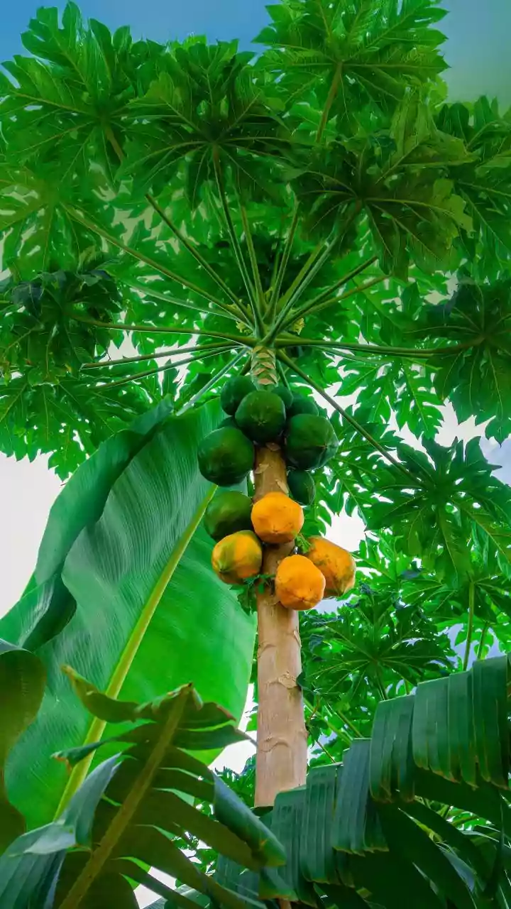 Papaya Contains Papain, but Its Effects Should Not Be Overstated