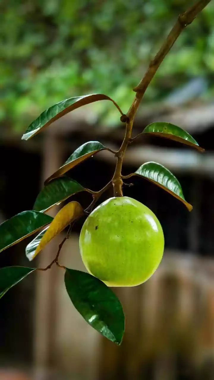 5 beauty benefits of star apple