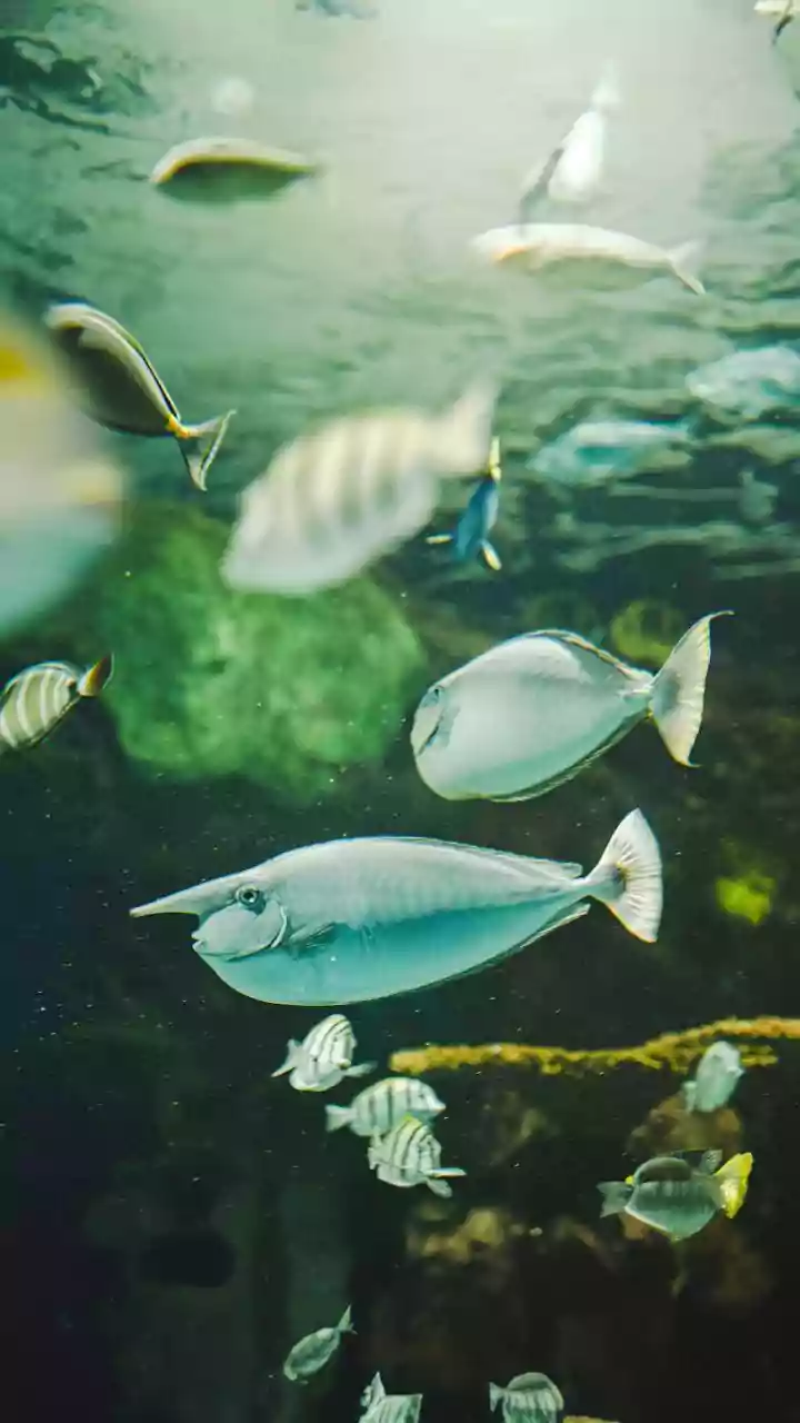 How Researchers Map Coral Species With Natural Heat Resistance To Preserve Marine Life