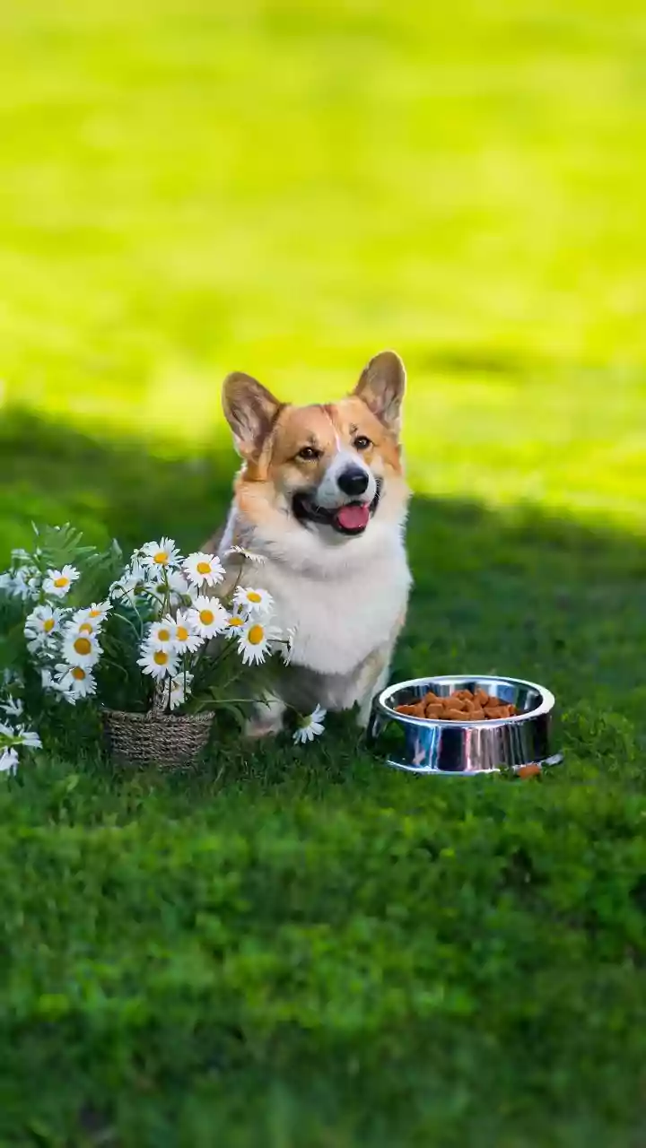 Late Workdays Is Only One Part Of Planning Backup Pet Feeding Routines