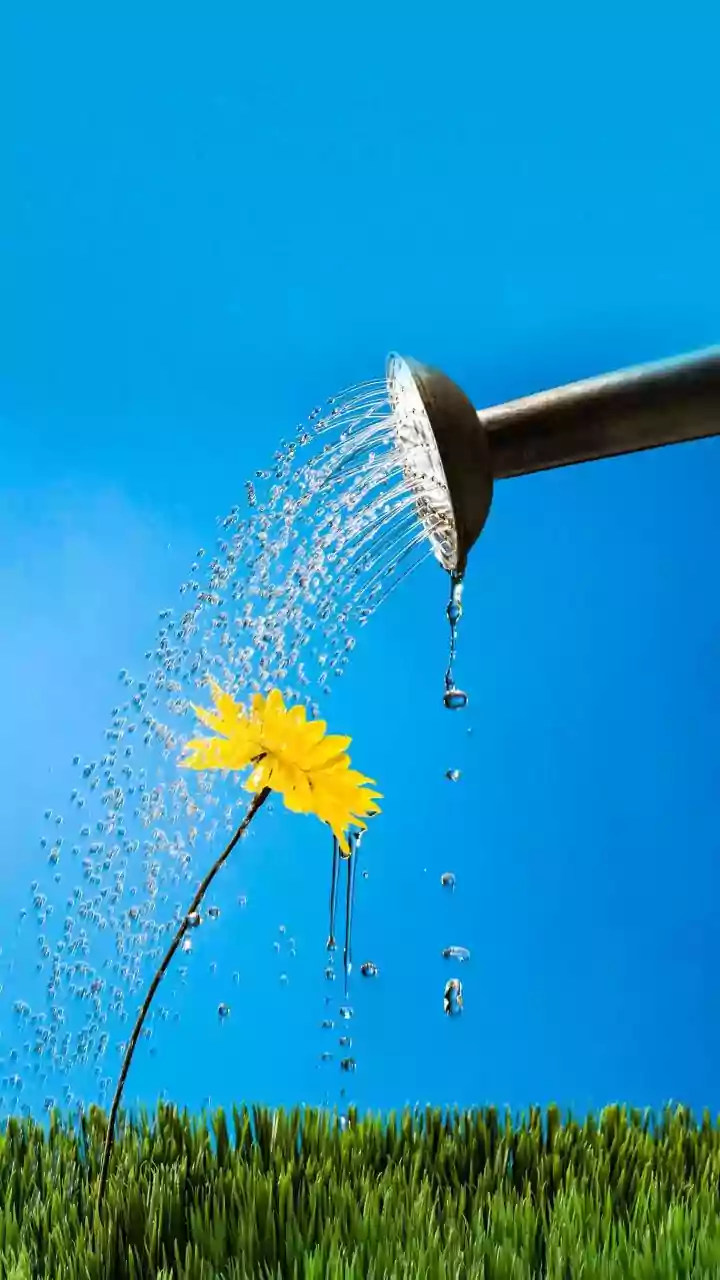 The Best Watering Strategy During Humid Weather Is Observation
