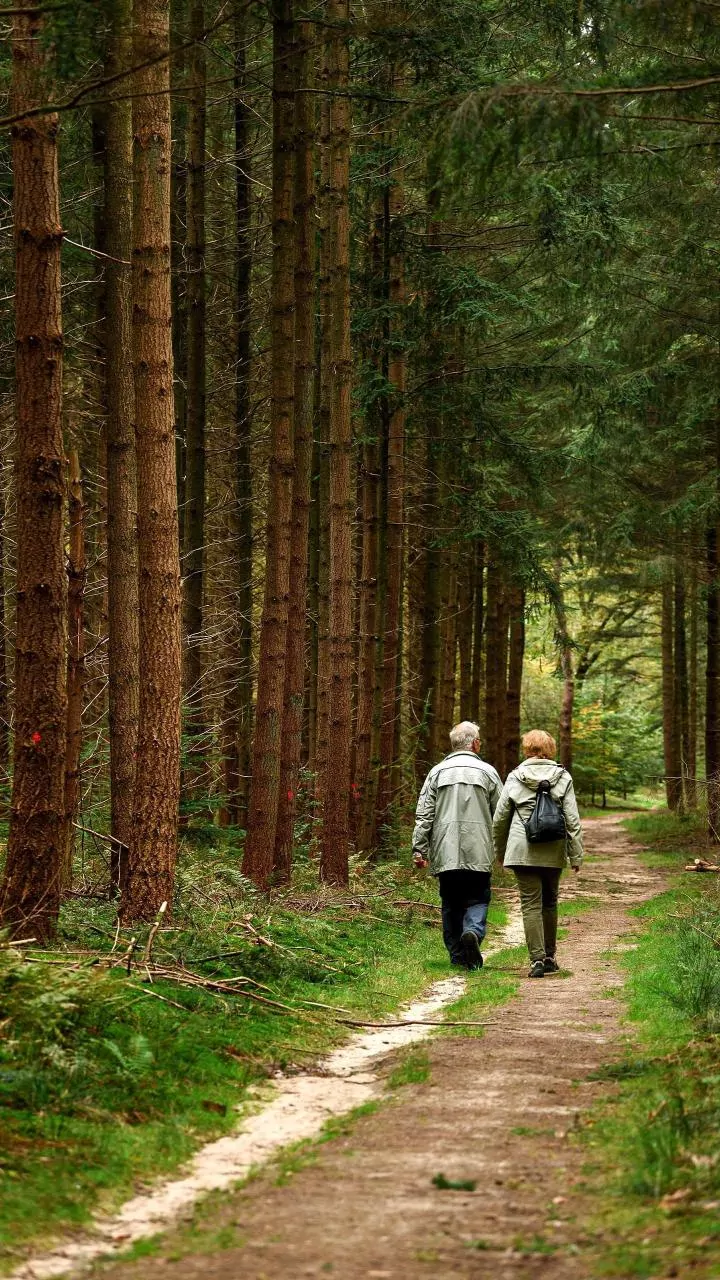 Pine Forest Walks Bring Romance Without Cliches