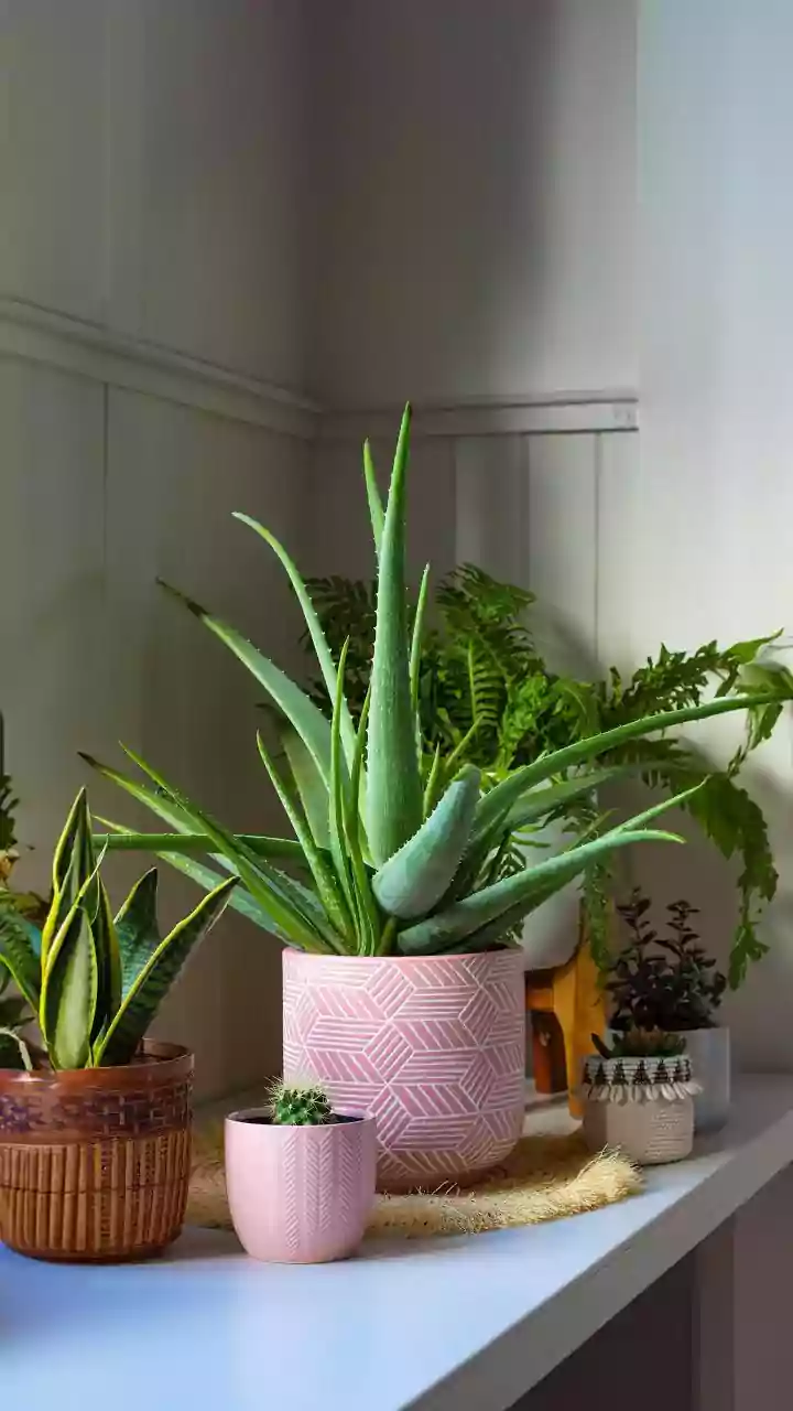 Low-Maintenance Greens Are The Renter-Friendly Choice