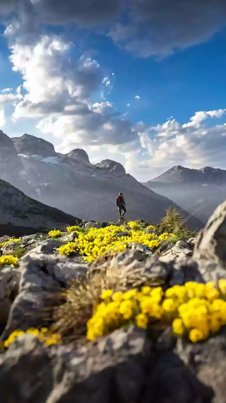 Foraging Adventures in Italy's Brenta Dolomites: Discovering Nature's Edible Treasures