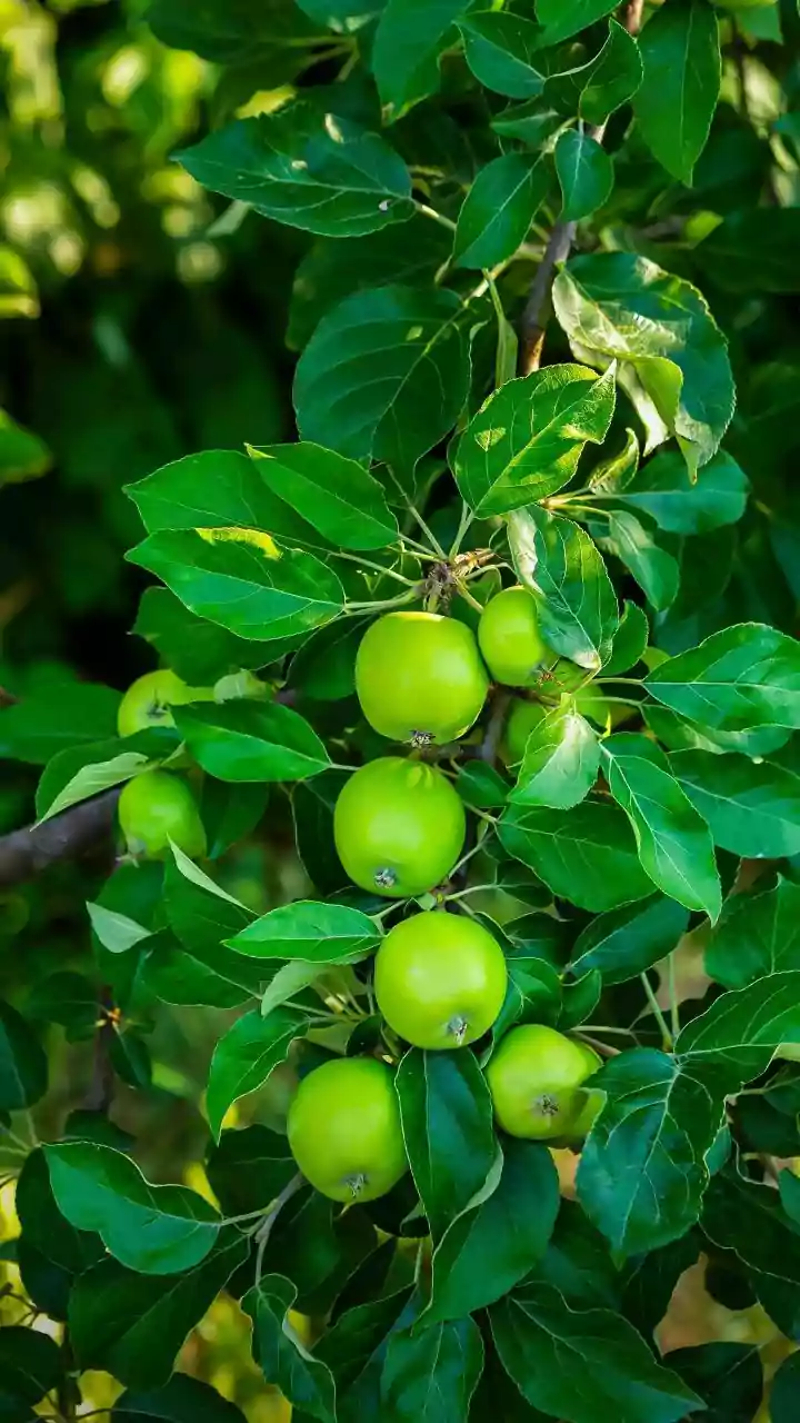 Kashmir’s Apple-Crushing Season: Cooperatives Scale Cold Storage To Keep Produce Fresh