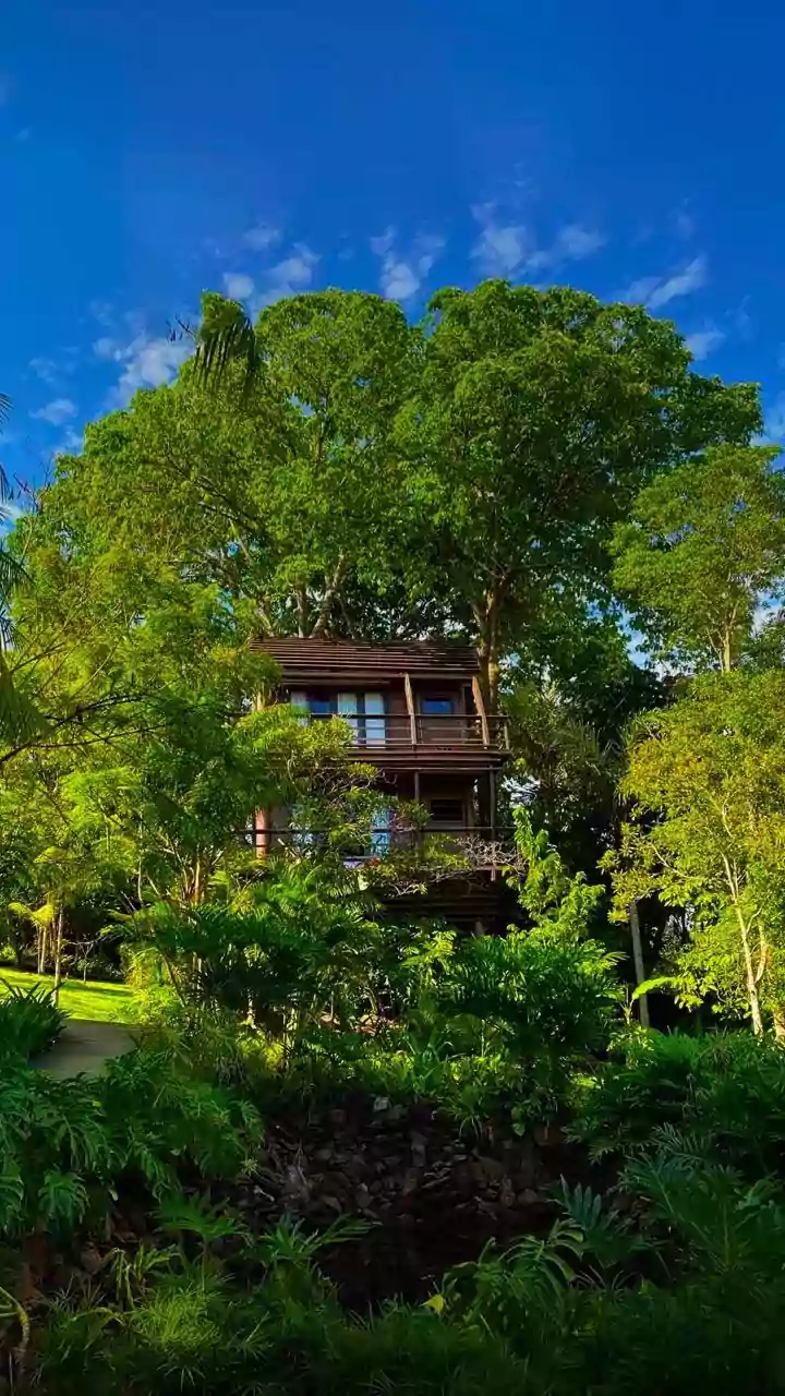 Tadoba's Wild Heart: Luxury Meets Jungle at Bamboo Forest Safari Lodge