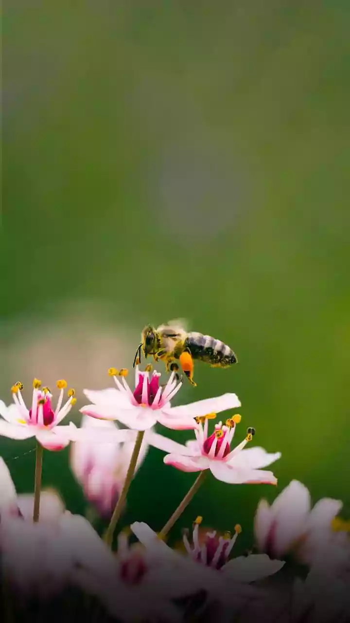 Water For Bees Needs Landing Stones, Not A Deep Decorative Bowl