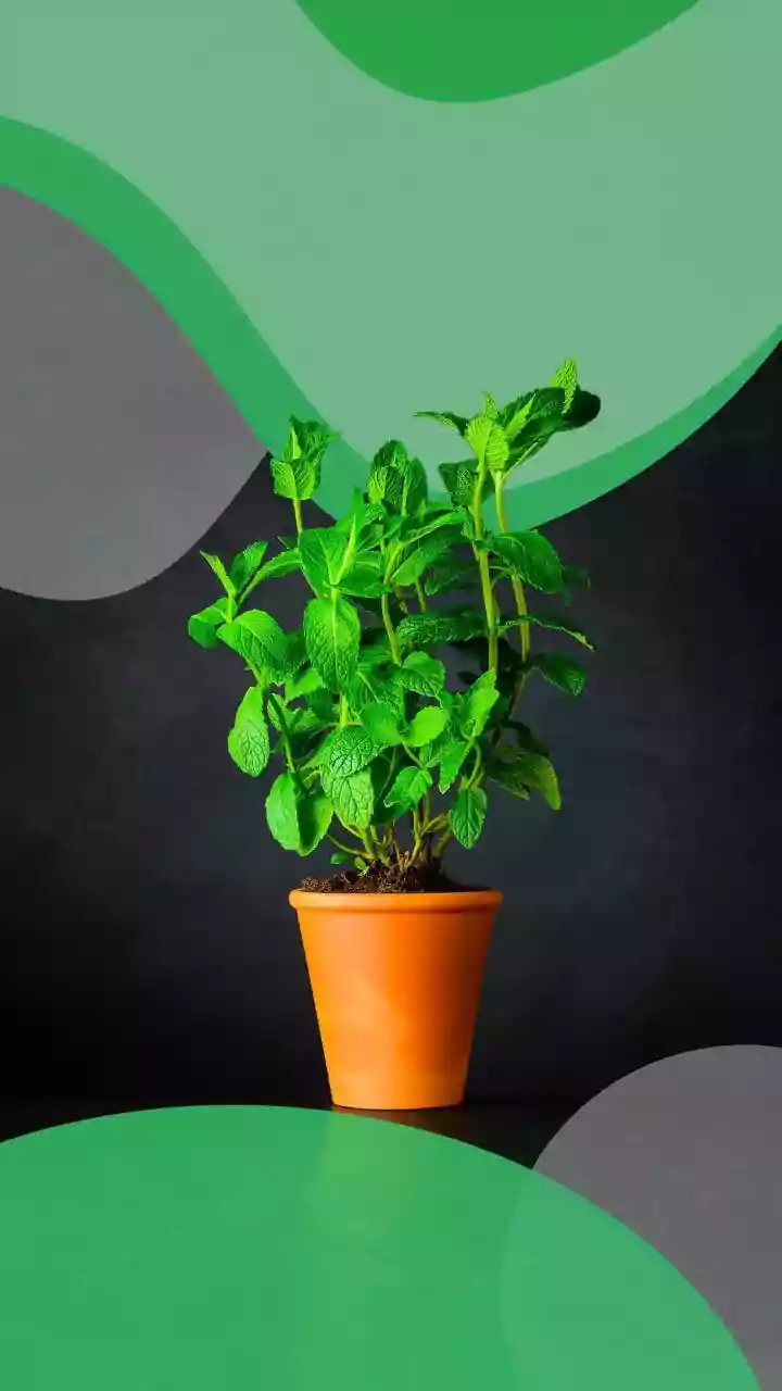 Practical Indoor Plant Selection Hacks For Urban Families Combating Toxic Winter Smog In Delhi