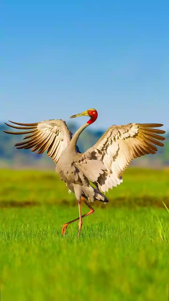 Global Assessment Places a Majority of Migratory Bird Species on Downward Trends