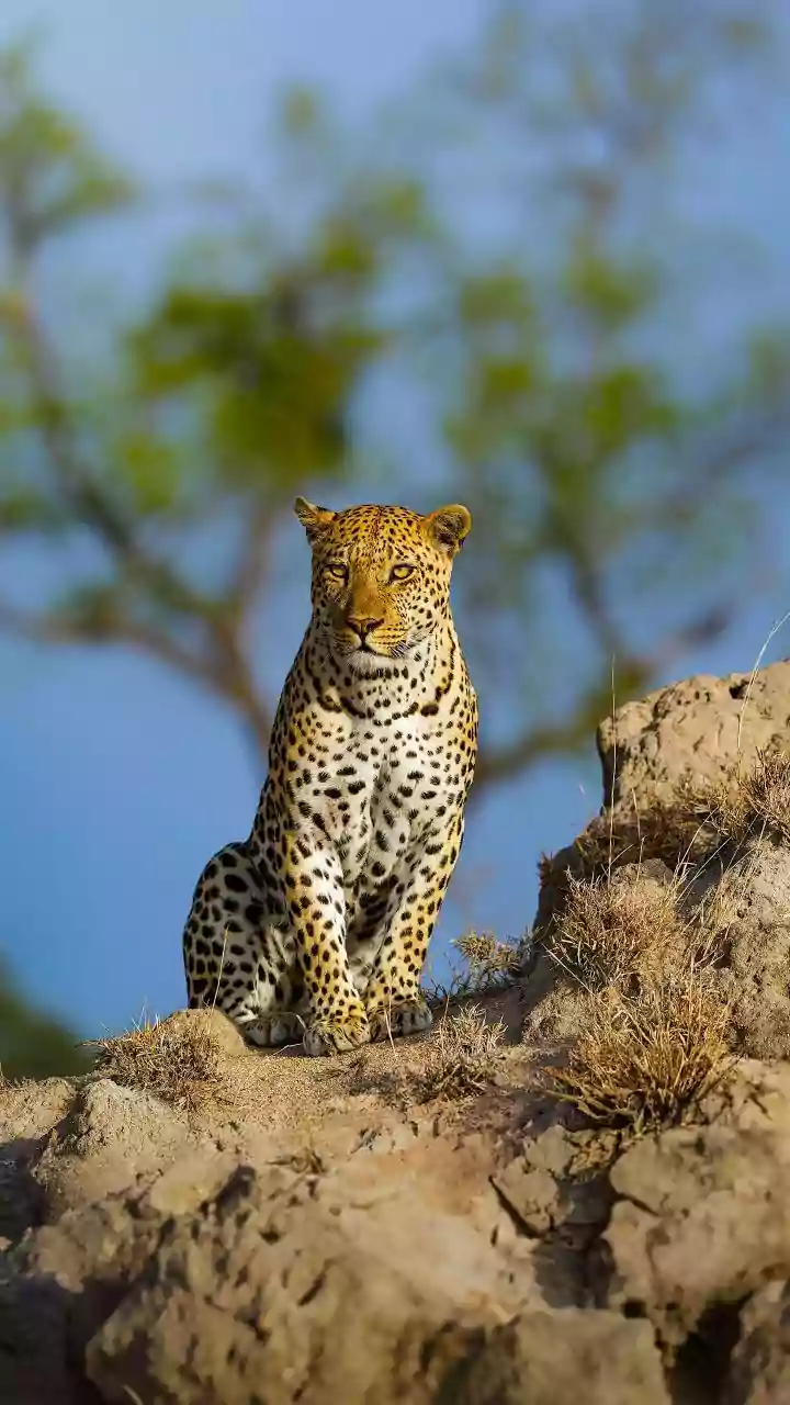 Injured leopard rescued from Thane after 21-hour operation