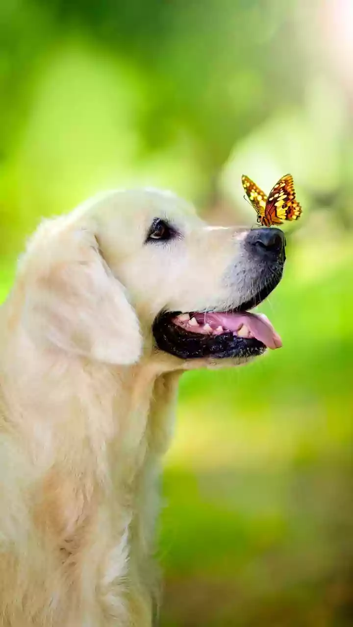 Reward Calm Pet Behaviour without Pressuring Any Interaction