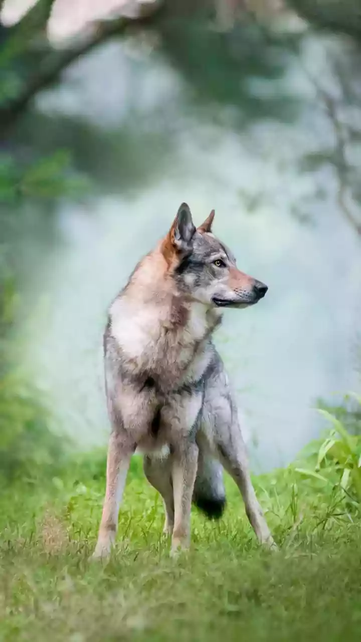 5 Dog Breeds That Bear a Striking Resemblance to Wolves