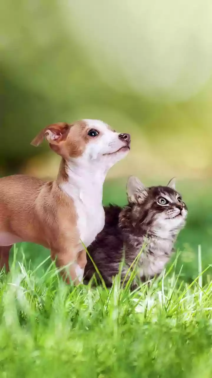 Cleaner Pet Food Is Becoming A Serious Trend