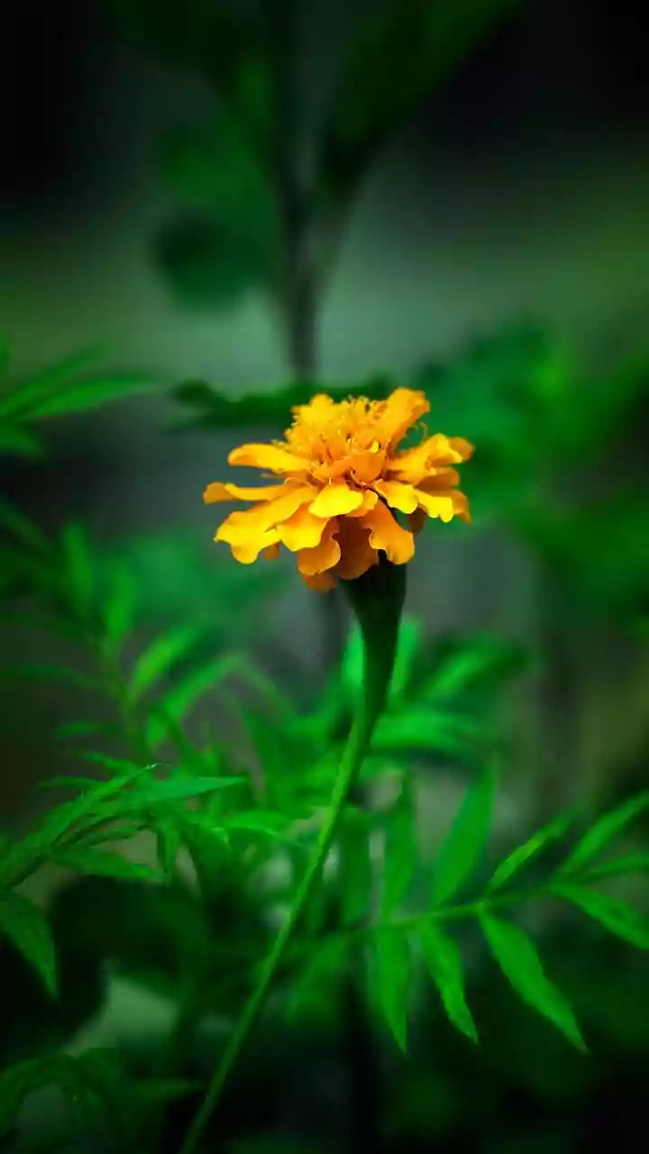 Do Marigolds Truly Deter Garden Pests? Gardeners and Experts Weigh In