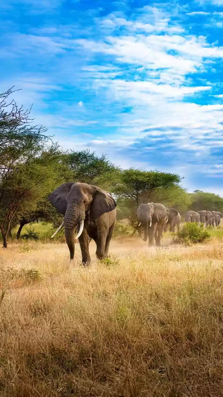 Elephantine Minds: Unveiling The Secrets of Elephant Memory